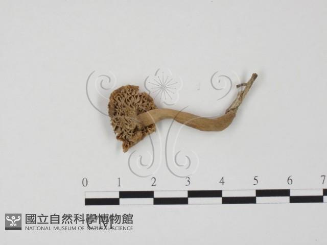 登錄號:F0012468藏品圖，第1張