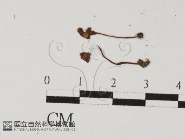 登錄號:F0027468藏品圖，第1張