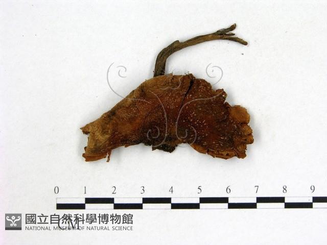 登錄號:F0005468藏品圖，第1張