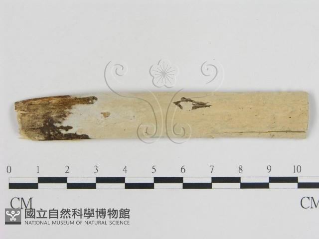 登錄號:F0015468藏品圖，第1張