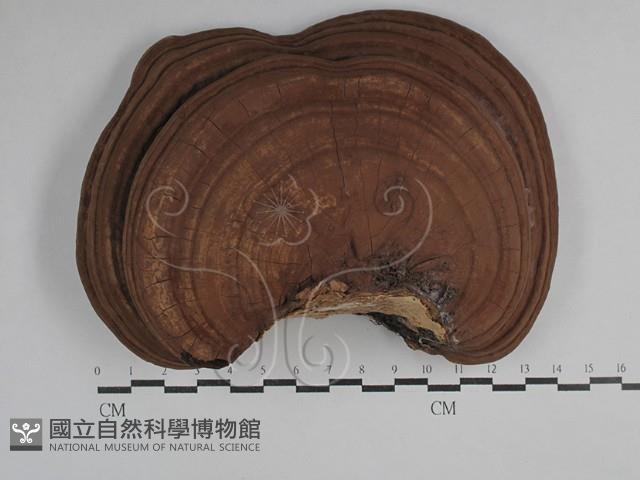 靈芝屬藏品圖，第1張