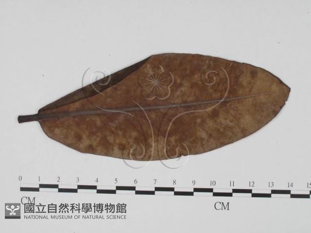 登錄號:F0019468藏品圖，第1張
