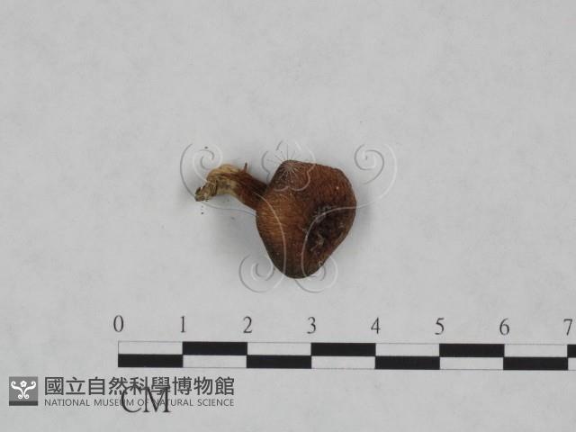 登錄號:F0023468藏品圖，第1張