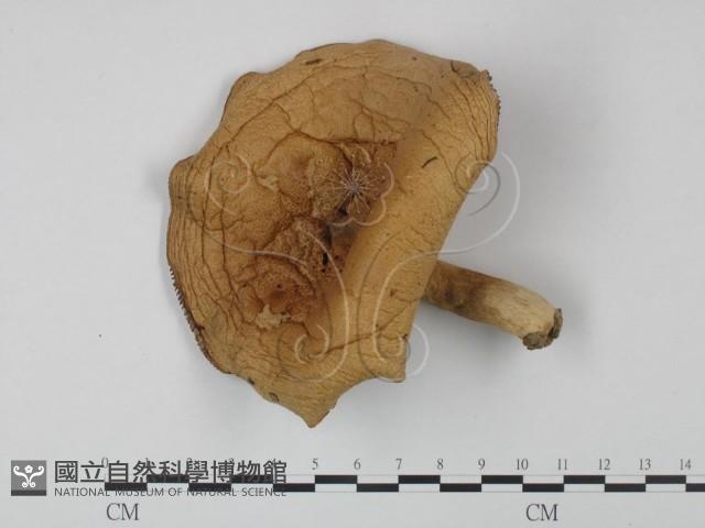 登錄號:F0003468藏品圖，第1張