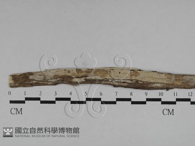 登錄號:F0028768藏品圖，第1張