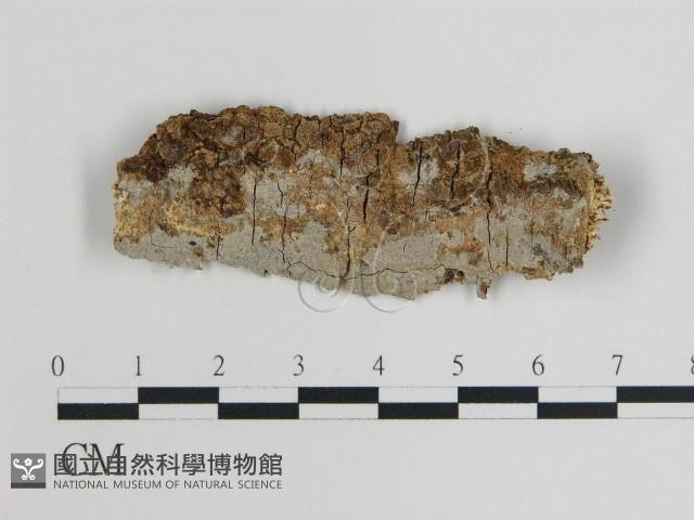 登錄號:F0008768藏品圖，第1張