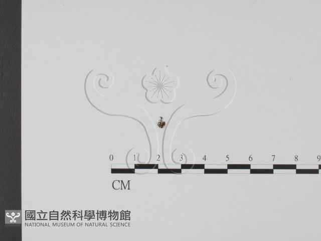 登錄號:F0020768藏品圖，第1張