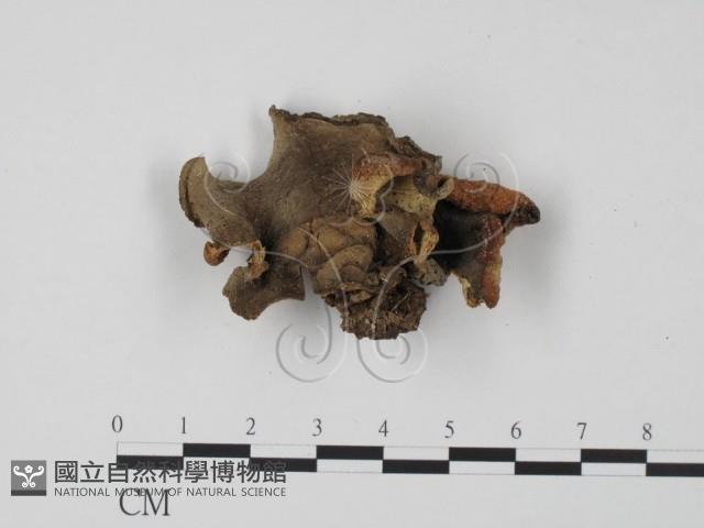 登錄號:F0000768藏品圖，第1張