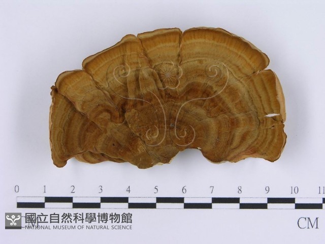 蠔韌革菌藏品圖，第1張