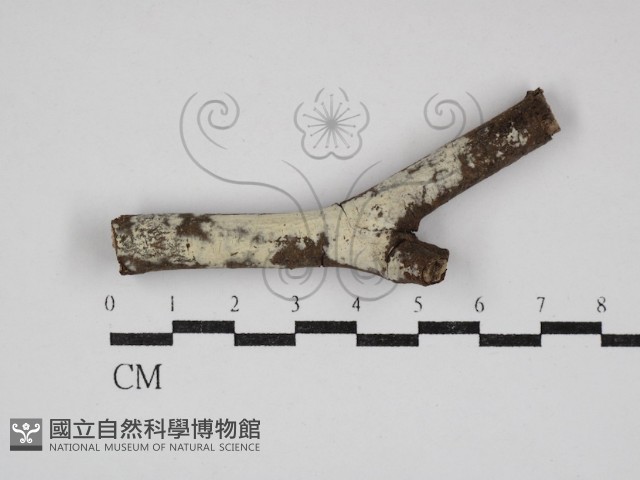 登錄號:F0030768藏品圖，第1張