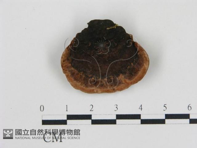 登錄號:F0006768藏品圖，第1張