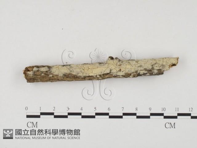 冇骨消絲齒菌藏品圖，第1張