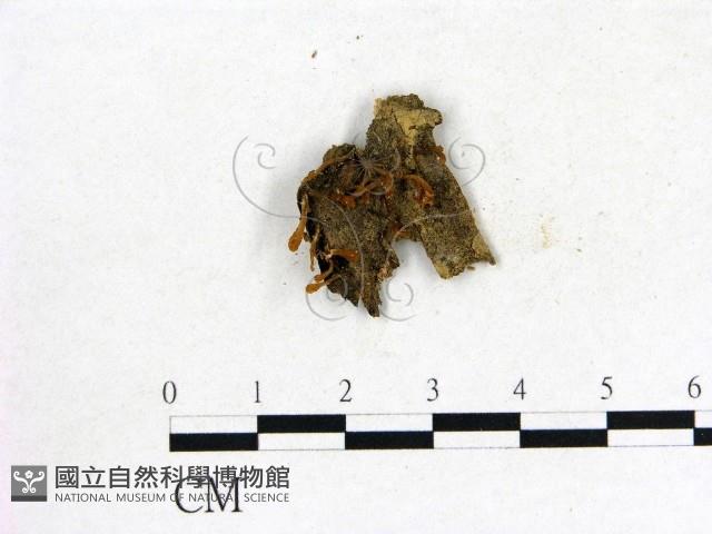 登錄號:F0001768藏品圖，第1張