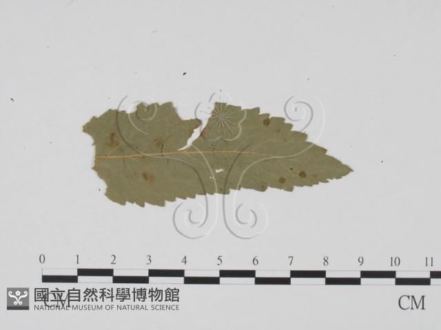 登錄號:F0011768藏品圖，第1張