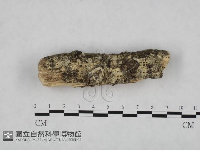 登錄號:F0024768藏品圖，第1張