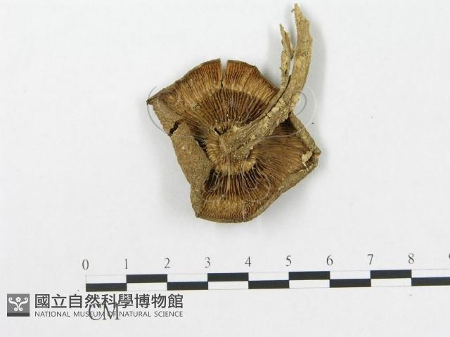 登錄號:F0004768藏品圖，第1張