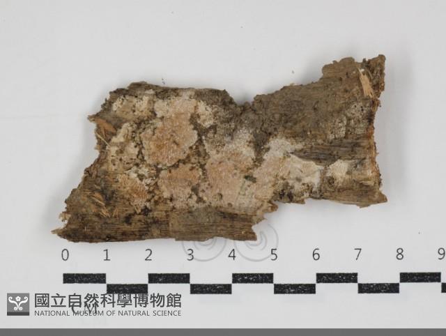 登錄號:F0034768藏品圖，第1張