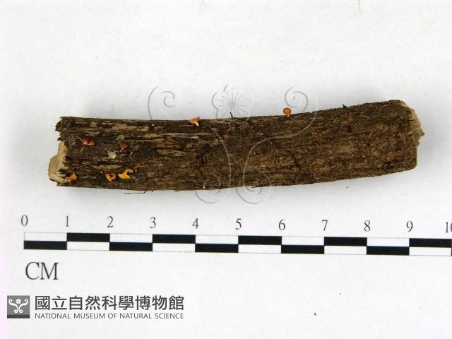 登錄號:F0022768藏品圖，第1張