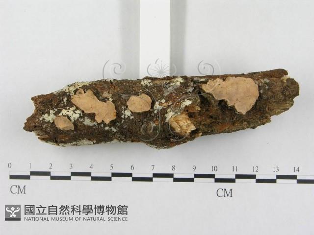 登錄號:F0012768藏品圖，第1張
