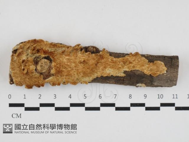 登錄號:F0032768藏品圖，第1張