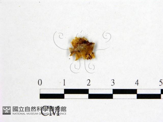 花耳屬藏品圖，第1張