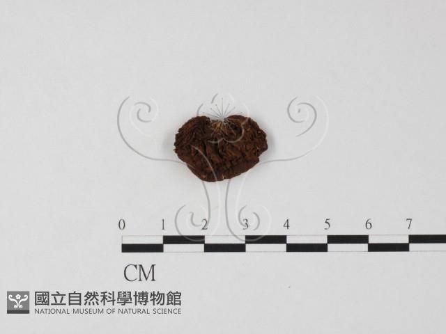 登錄號:F0025768藏品圖，第1張