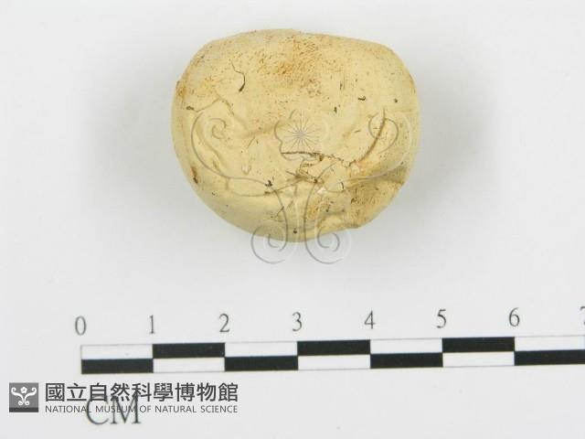 登錄號:F0005768藏品圖，第1張