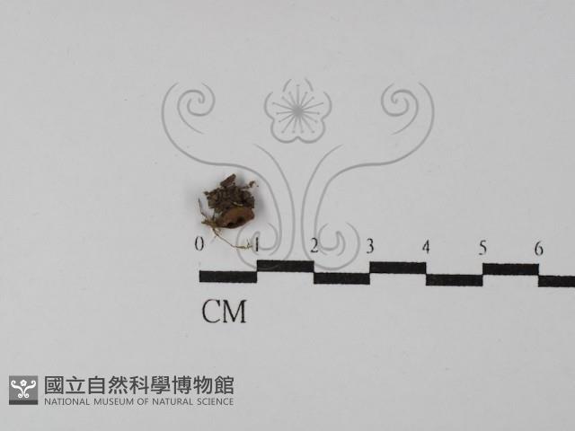 登錄號:F0029768藏品圖，第1張