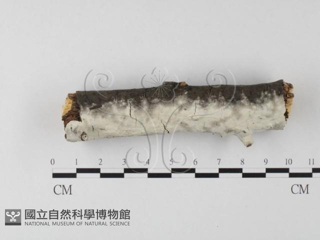 登錄號:F0023768藏品圖，第1張