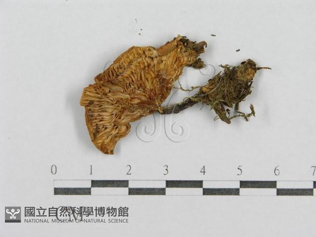 登錄號:F0003768藏品圖，第1張