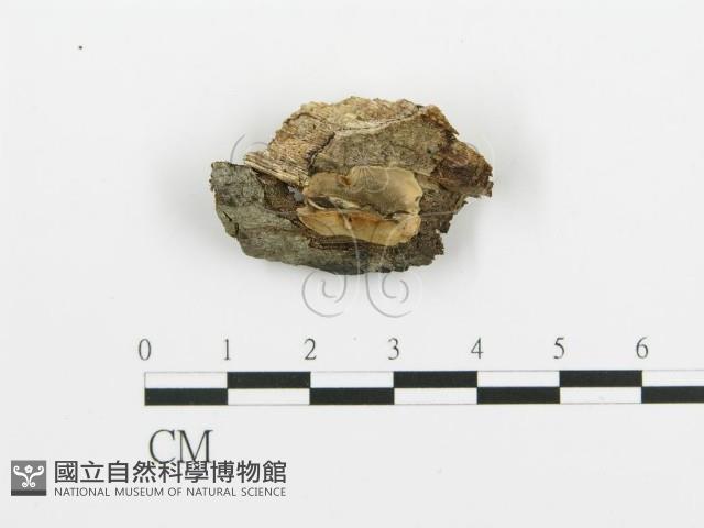 煙管菌藏品圖，第1張