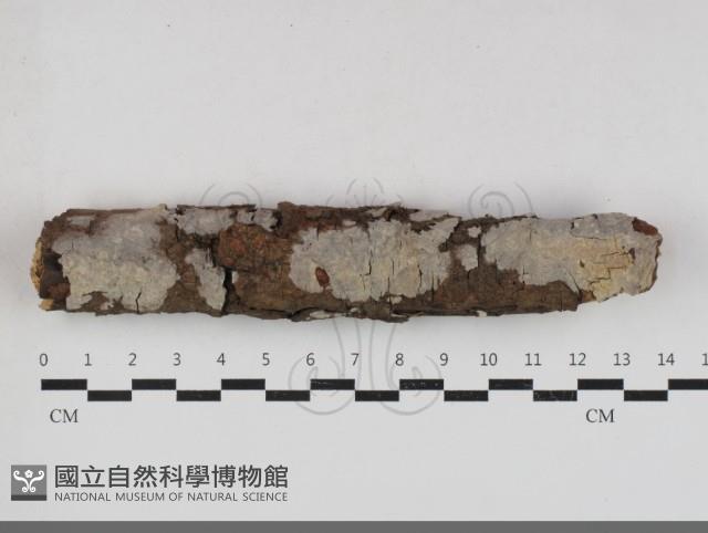 絲齒菌屬藏品圖，第1張