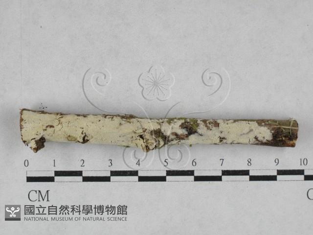 絲齒菌屬藏品圖，第1張