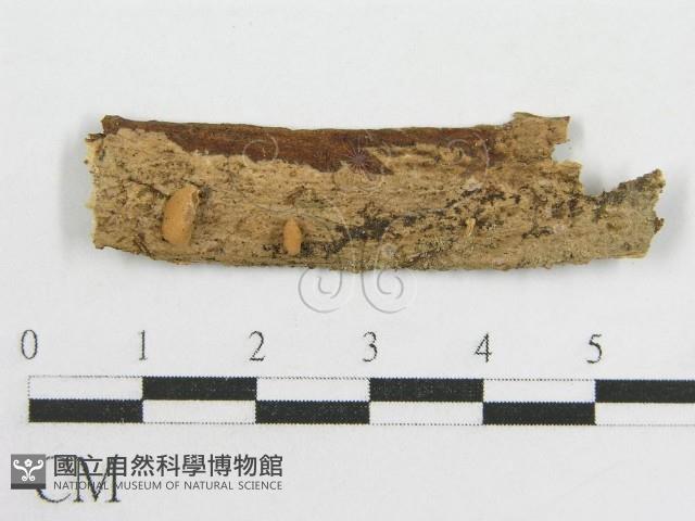 登錄號:F0008568藏品圖，第1張