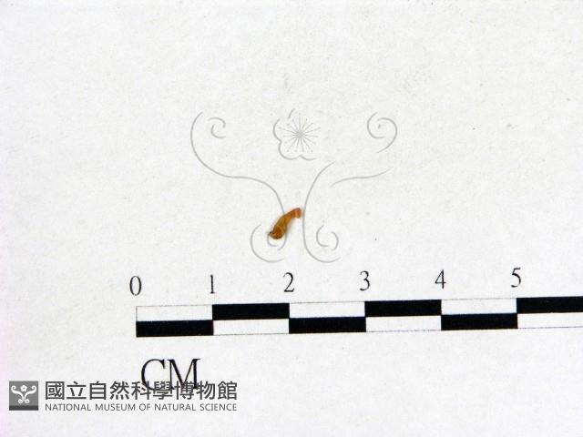 登錄號:F0000568藏品圖，第1張