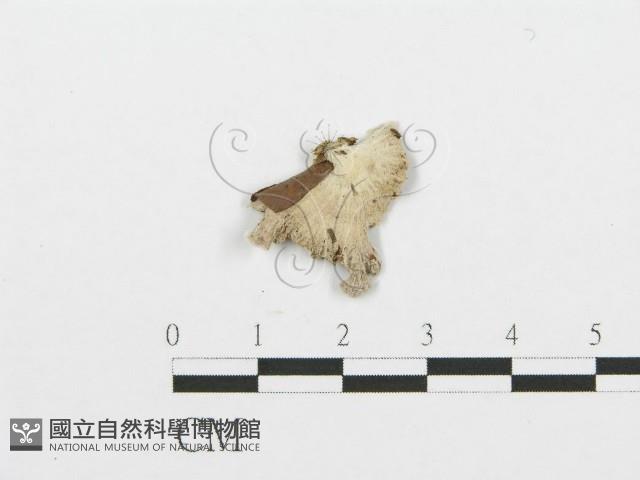 裂褶菌藏品圖，第1張