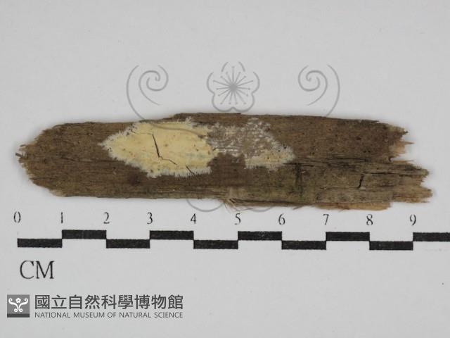 登錄號:F0030568藏品圖，第1張