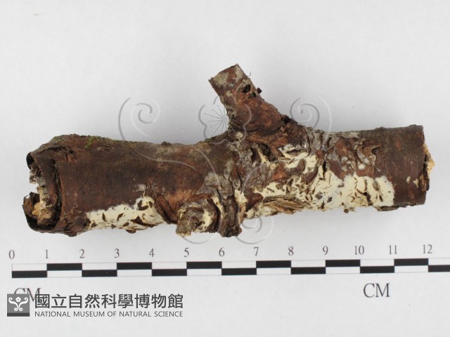 登錄號:F0026568藏品圖，第1張