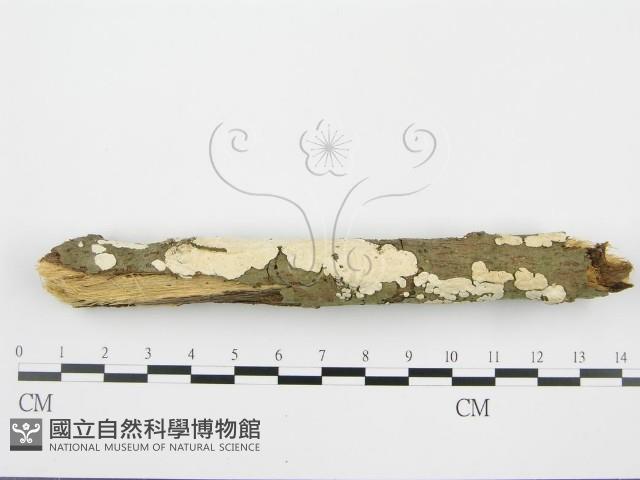 登錄號:F0001568藏品圖，第1張