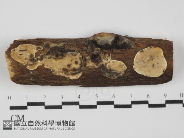 登錄號:F0031568藏品圖，第1張