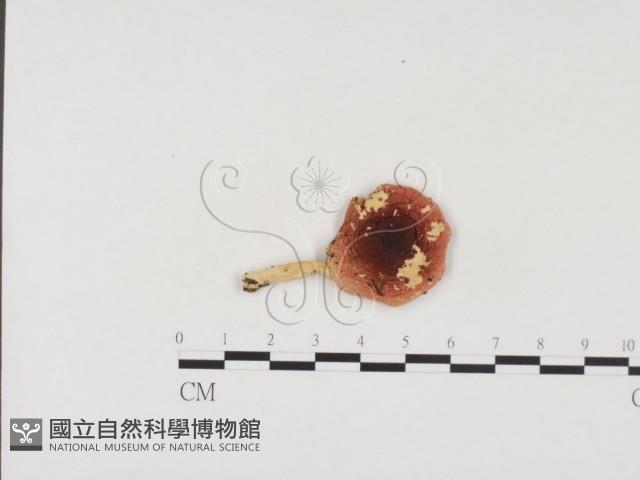 登錄號:F0024568藏品圖，第1張