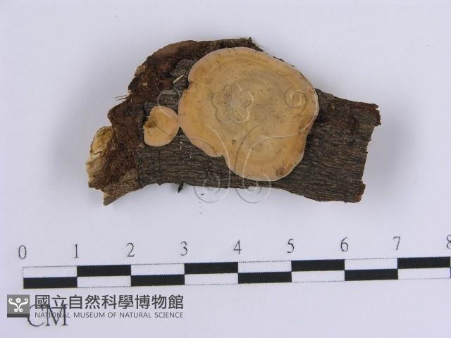 韌革菌屬藏品圖，第1張