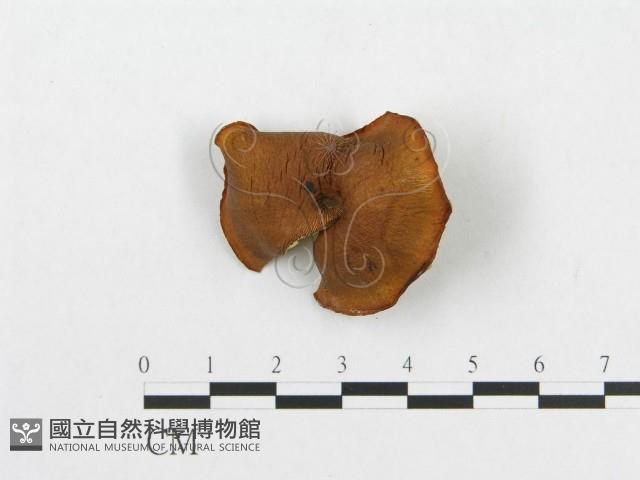 登錄號:F0012568藏品圖，第1張