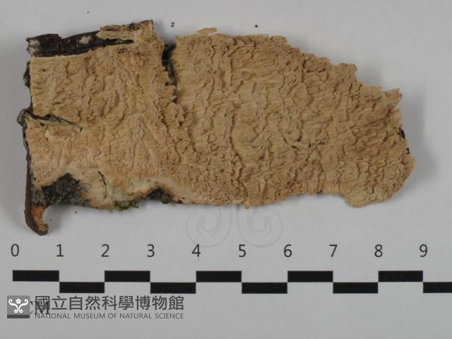 登錄號:F0032568藏品圖，第1張