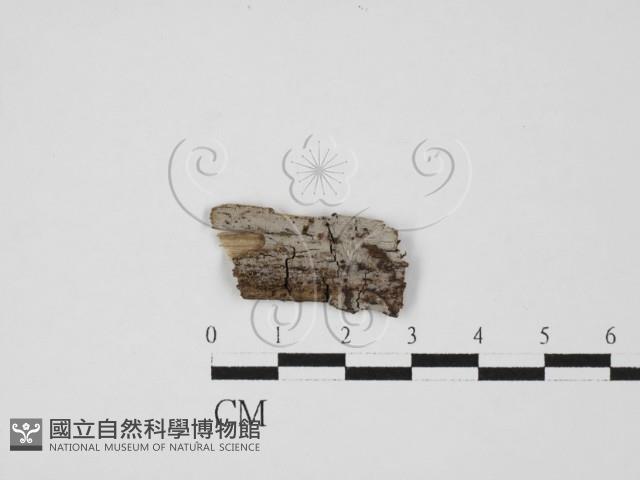 登錄號:F0027568藏品圖，第1張