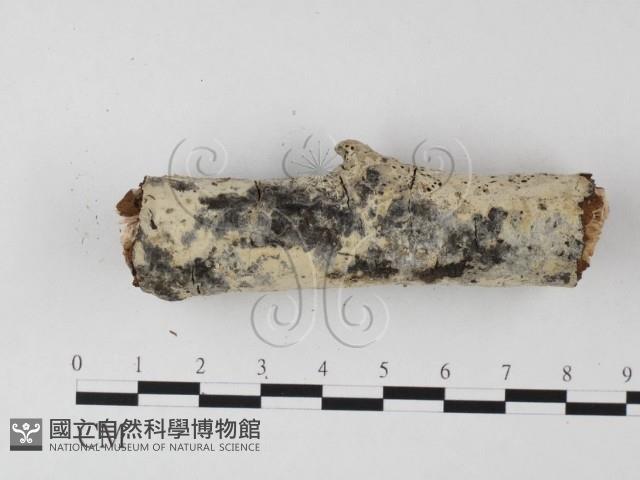 登錄號:F0025568藏品圖，第1張