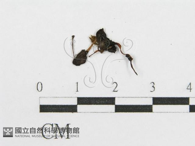 登錄號:F0015568藏品圖，第1張