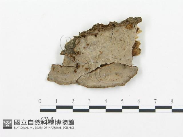 登錄號:F0009568藏品圖，第1張