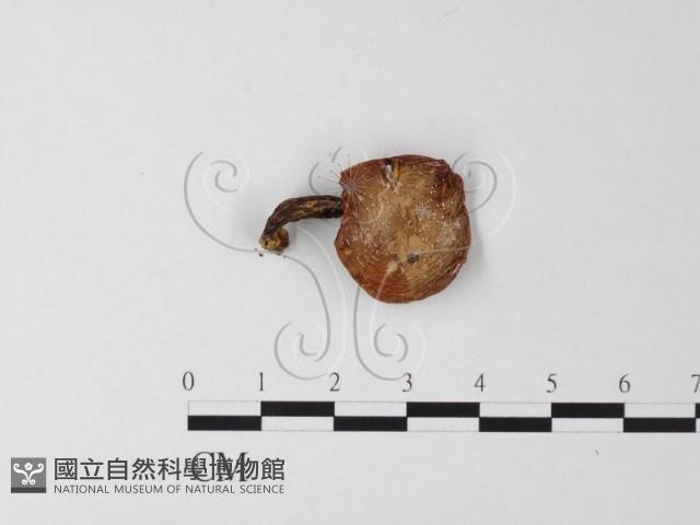 登錄號:F0023568藏品圖，第1張