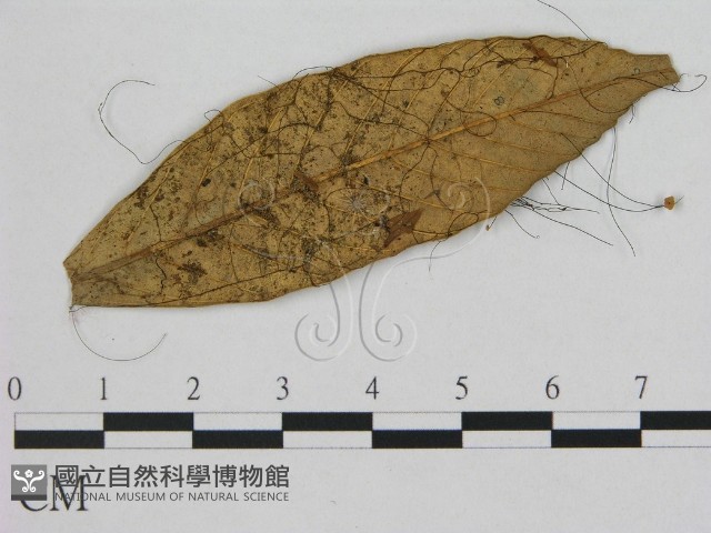 登錄號:F0003568藏品圖，第1張